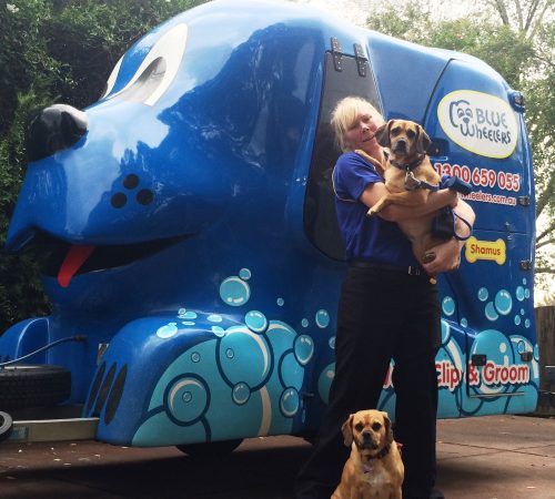 Mobile Dog Wash Near Me